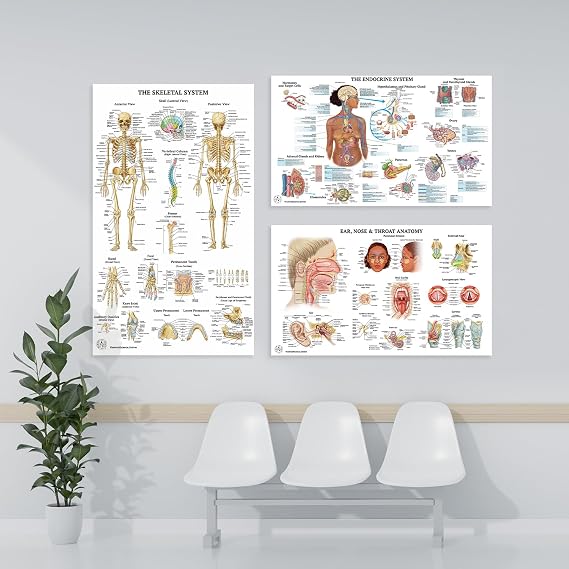 23 Human Anatomy Posters and Charts - 18x30, Medical Posters, Anatomy of the Skull, Injury, Breast, Skin, Ligaments of The Joints, Circulatory, Skeletal, Reproductive, Muscular, Injuries, Nervous Systems, Spine, Brain, Ear, Nose & Throat, Heart, Eye, Teeth, Science Biology Health Poster for Classroom, Office - Laminated