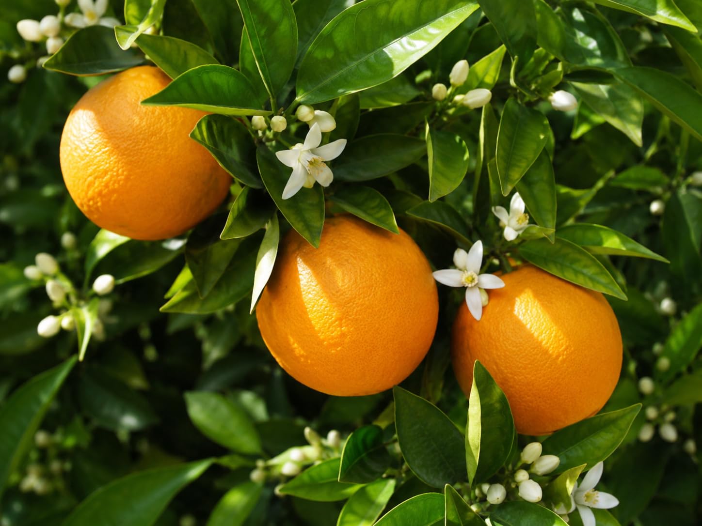 Pianta Arancio Citrus sinensis 'Washington Navel' - Agrume da Frutto in Vaso 70/80 cm, Vaso 22, Colore Arancione