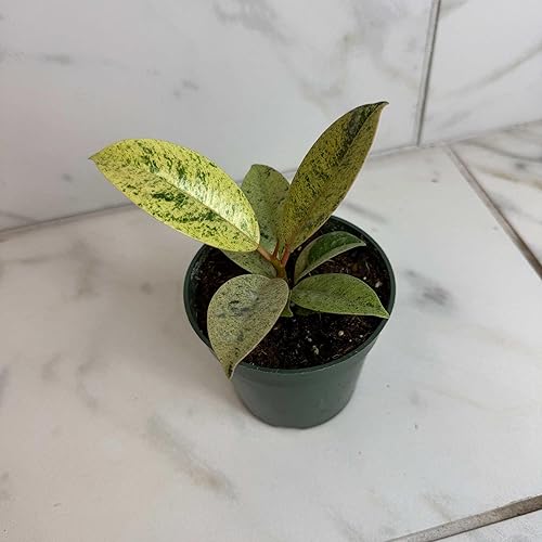 Miniatura 2 de Ficus Shivereana Moonshine, planta de 4"