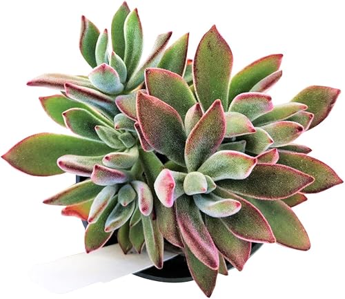 Miniatura 2 de Live Echeveria - Plantas suculentas Echeveria de 4 pulgadas con raíces completas, suculentas de interior vivas de fácil cuidado para regalo o