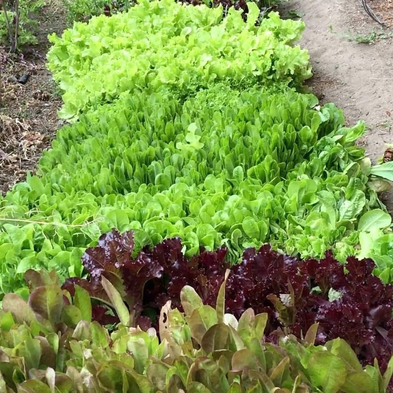 Miniatura 3 de Mezcla de ensalada de primavera 25000 semillas para plantar 'Cut and Come Again', 12 variedades de lechuga, espinaca, rúcula y col rizada.