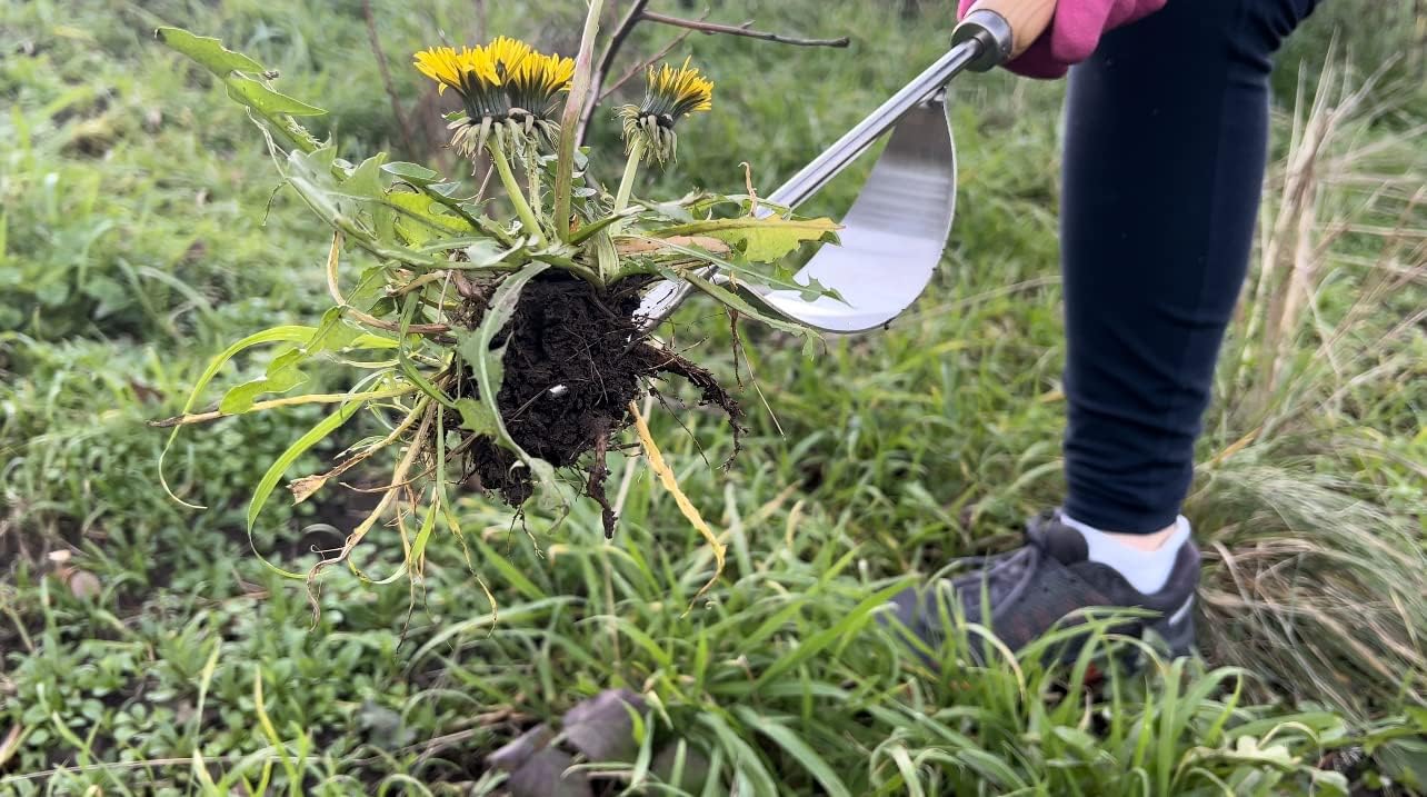 Grampa's Hand Weeder Tool - The Perfect Lightweight Easy To Use Weed Puller Tool For Garden - Durable Unique Lever Design With V-Shaped Forks Allows For Easy Removal Of Weeds & Their Roots.