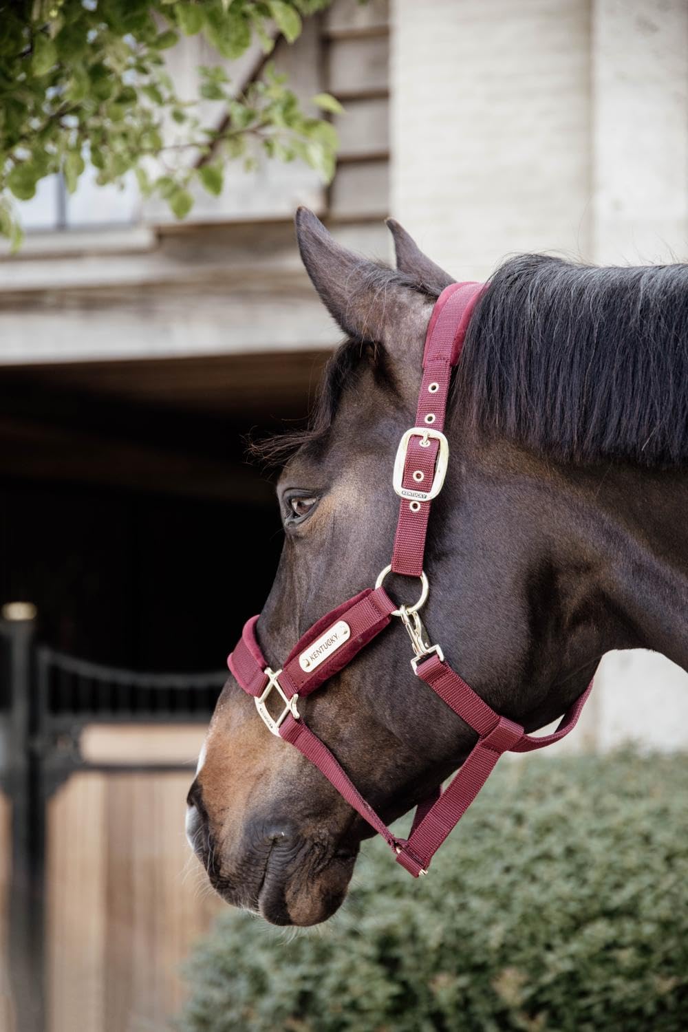 Kentucky Horsewear - Halfter - Samt - Bordeaux - Cob