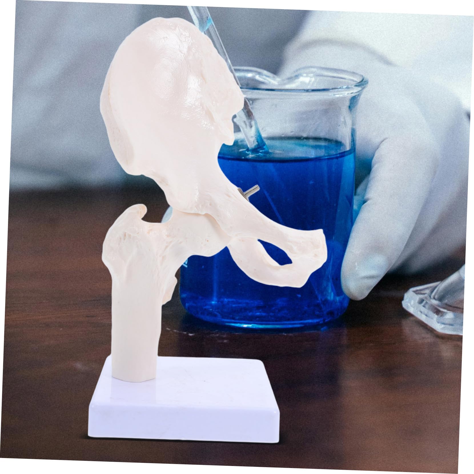 ABOOFAN Modèle Squelette Humain Articulation Anatomie Outil Étude Osseux Démonstration Laboratoire Éducatif