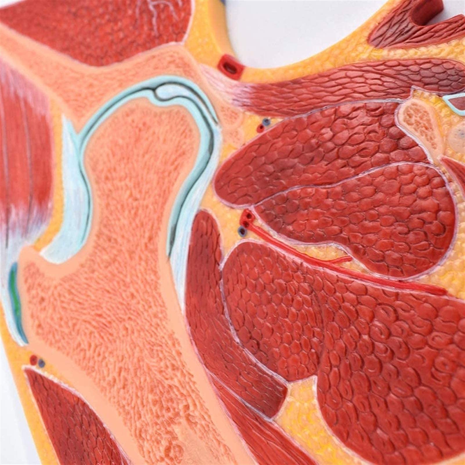 Model anatomiczny, model bioder, struktura mięśni szkieletowych, ortopedyczne stawy, nauczanie, dekoracja medyczna, statuetka, modele medyczne i materiały edukacyjne do medycznego modelu szkieletu