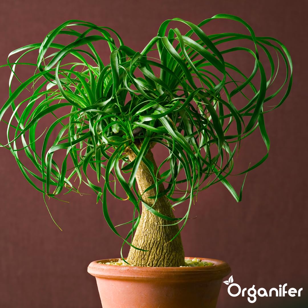 Fertilizante Líquido Orgánico 1L Para Pie De Elefante – Plantas Robusta Y Hojas Lujosas – Organifer
