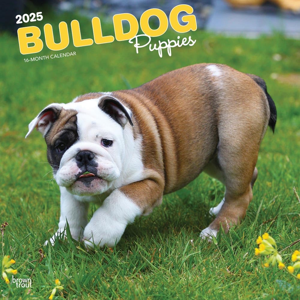 Bulldog Puppies | 2025 12 x 24 Inch Monthly Square Wall Calendar | BrownTrout | Animals Dog Breeds