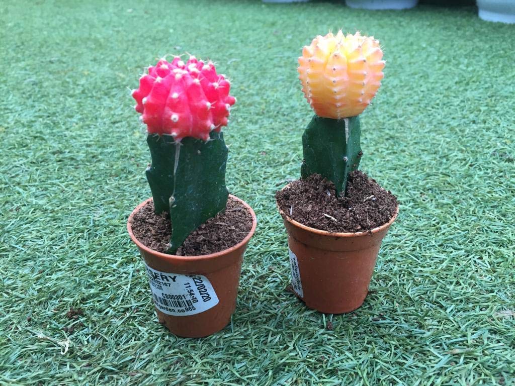 CAPPL Moon Cactus with Plastic Pot (Small, Red and Orange, 2 Pieces) (B08C9V5ZTC) Amazon Price History, Amazon Price Tracker