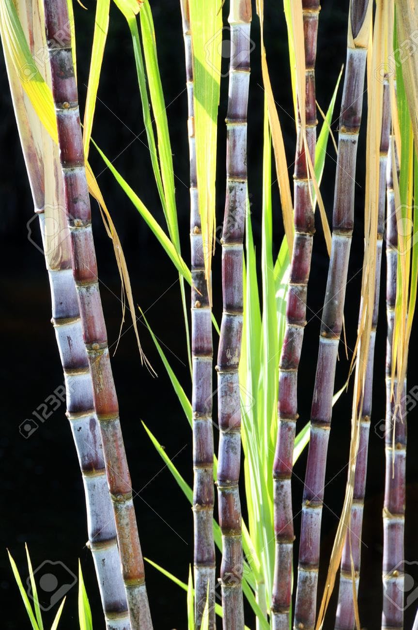 ARIYA__ SUGERCANE PLANT | Philipine Black Sugercane Plant | SUGARCANE SEEDLING PLANT | A018 (B0CNP75NYT) Amazon Price History, Amazon Price Tracker