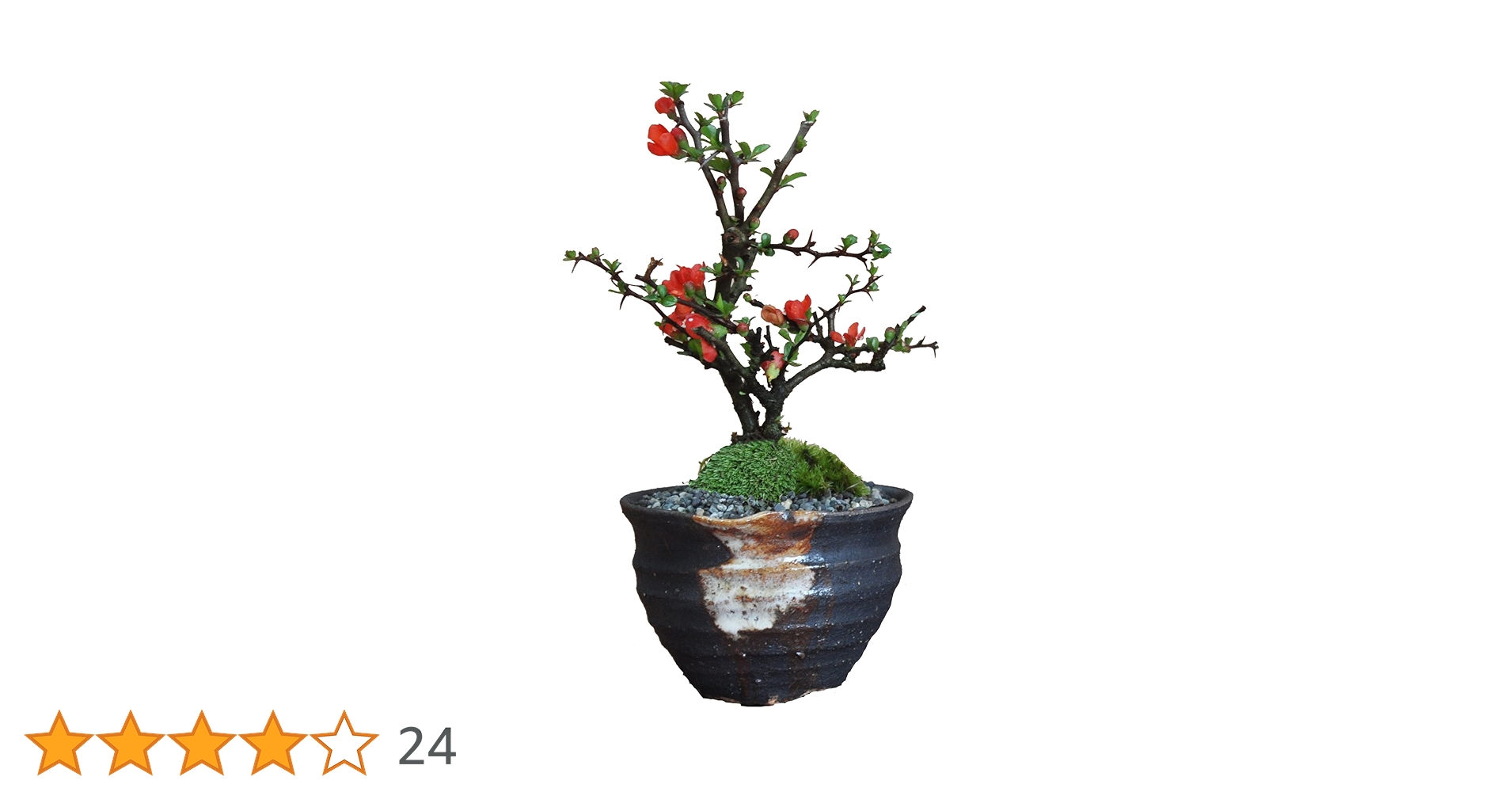 489 盆栽　盆栽鉢　植木鉢　和鉢　不明 489 盆栽 盆栽鉢 植木鉢 和鉢 不明 489 盆栽 盆栽鉢 植木鉢 和鉢