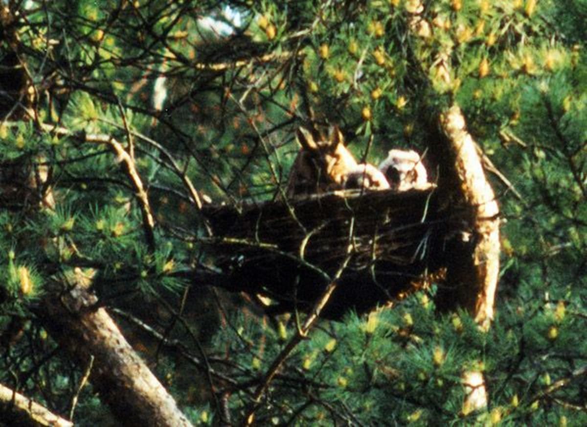 Schwegler Nistkorb aus Weidenruten, braun, Vogelhaus, Vogelnistkasten, für Waldohreule, Baum- und Turmfalke, Wanderfalke, Hängend, 40 cm, 1,1 kg