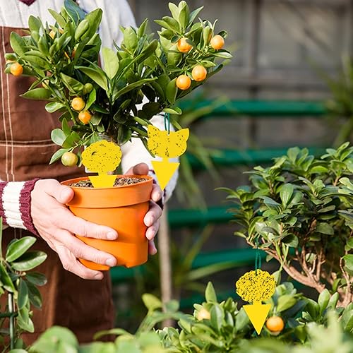 Miniatura 5 de Paquete de 60 trampas para moscas de la fruta para interiores, trampas para mosquitos de interior de casa, plantas de casa, mosquitos, insectos