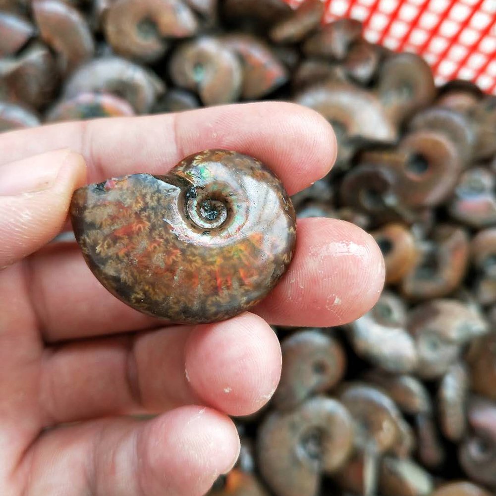 AITELEI Lucky Fortune Espiral Ammolita Natural Amonita Fósil Pure Natural Artesanía Piezas de Caracola, Piedra Fósil Jugada en Palmas