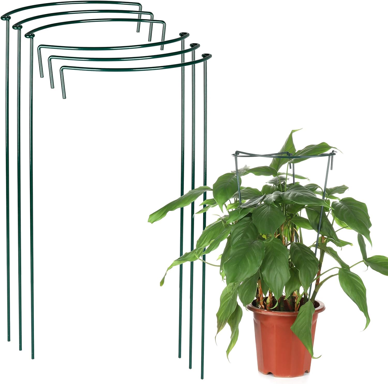 Asodomo 6 Pack Plant Support Stake, Green Half Round Plant