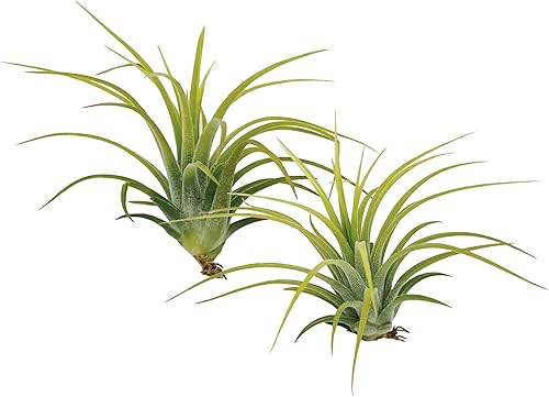 Miniatura 15 de ragnaroc Plantas de aire - Tillandsia Ionantha Rubra, Regular 2-3" - 12ct - Llegada viva garantizada - Plantas de interior para decoración del hogar