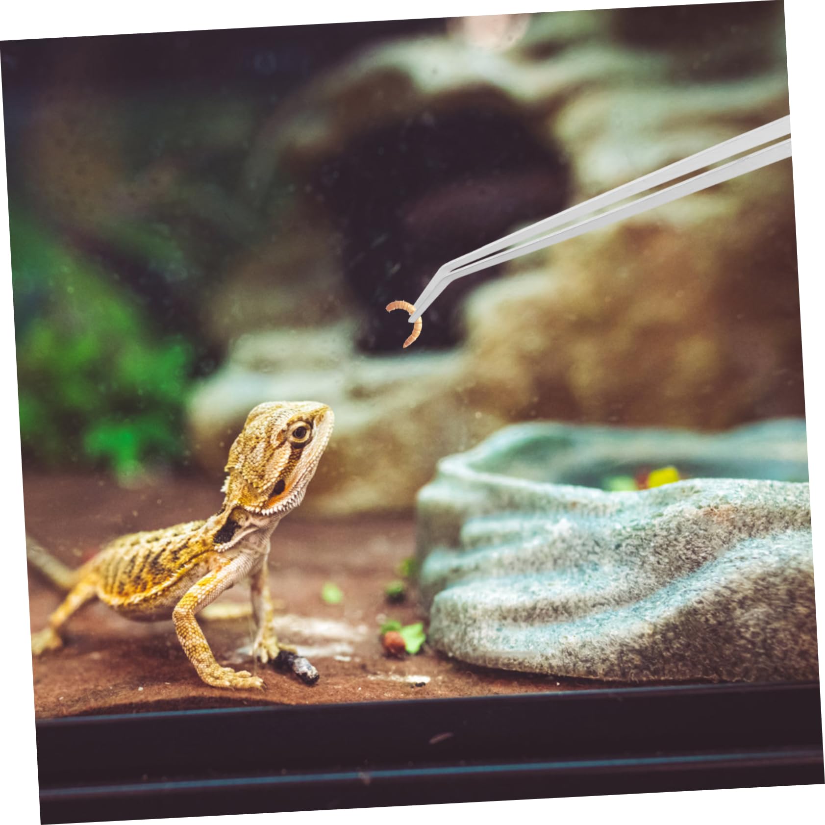 WOONEKY 2piezas Pinzas Metálicas Extralargas Para Reptiles Alimentación Acuario Hechas De Inoxidable