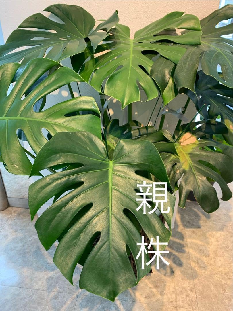 モンステラ デリシオーサ 鉢ごと モンステラ20 斑入 黄斑 オーシャン