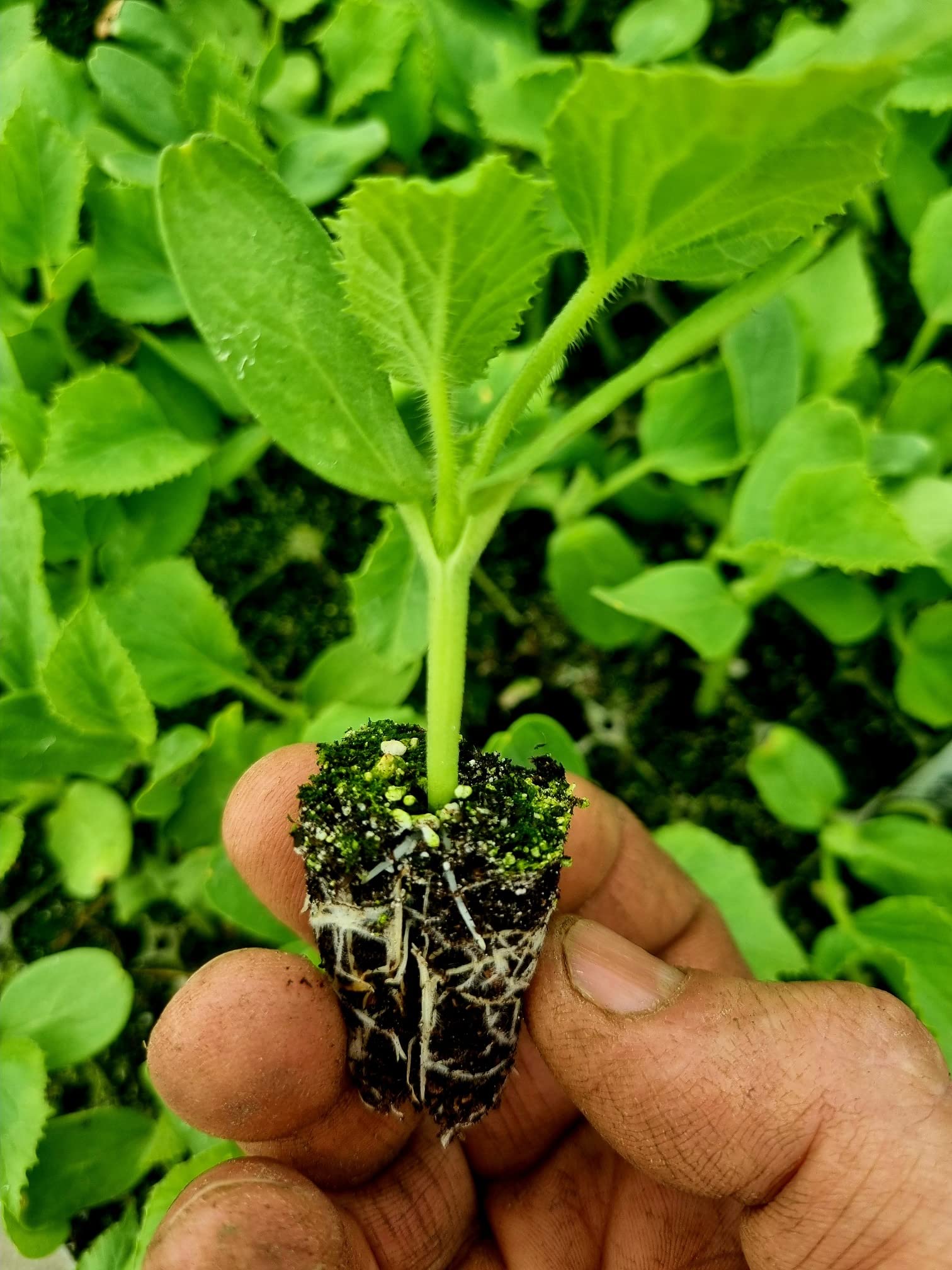 Galia Melon Plug Plants - Grow Your Own from Our Premium Quality Plants (3)