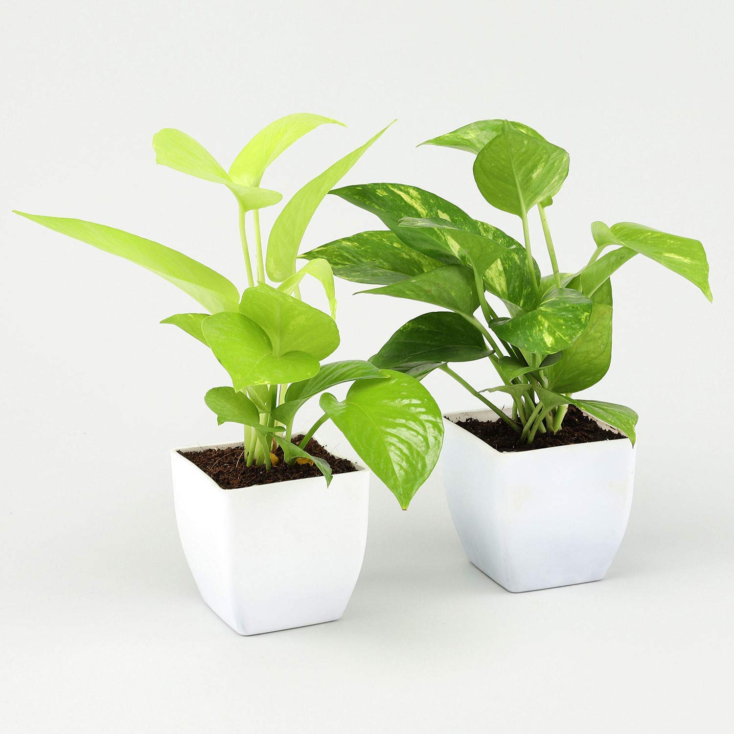 Vibrant Green Golden Money Plant, Golden Money Plant in White Plastic Pot/Indoor Plants/Airpurifying Plants/Gift for Birthday Home Decor (B08K1GHP93) Amazon Price History, Amazon Price Tracker