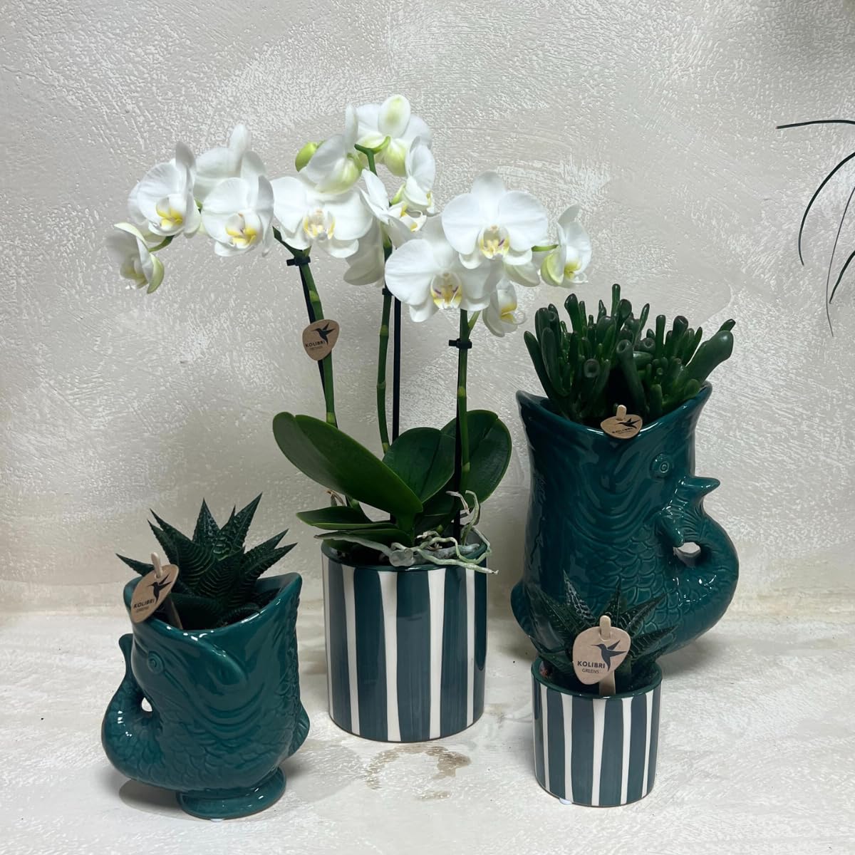 Set con orchidea bianca Amabilis e piante grasse – Piante da appartamento in vasi decorativi in ceramica Ø 9 cm e Ø 6 cm – Fresche dall'allevatore