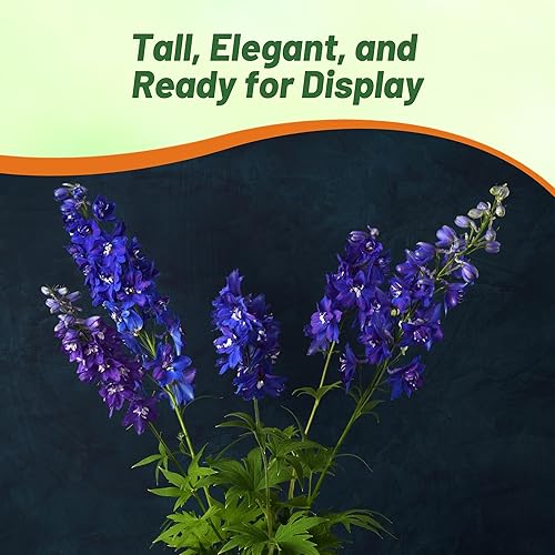 Miniatura 6 de Outsidepride 200 semillas perennes Delphinium Magic Fountain Dark Blue White Bee Garden Flower Seeds para plantar