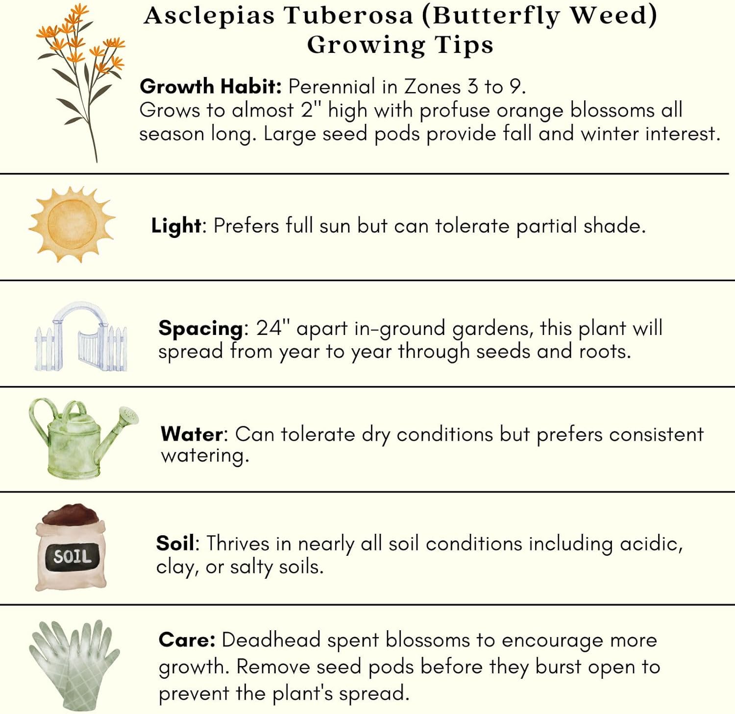 Clovers Garden Asclepias Tuberosa (Butterfly Milkweed) Plants – Two (2) Live Plants – Non-GMO - Not Seeds - Each 4" to 8" Tall – in 4" Inch Pots – Monarch Favorite, Super Hardy