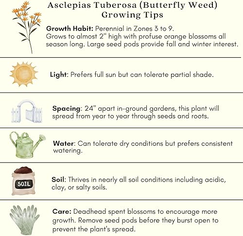 Miniatura 7 de Clovers Garden Asclepias Tuberosa (algodoncillo mariposa) - Dos (2) plantas vivas - Sin OMG - Sin semillas - Cada una de 4 a 8 pulgadas de alto