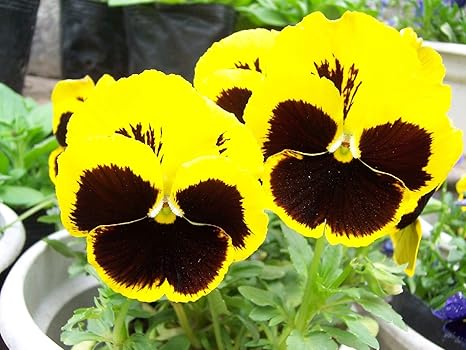 Amazon サンショクスミレ 三色菫 パンジー 遊蝶花 庭で育った植物 サンショクスミレの種 花の種 50 個 花