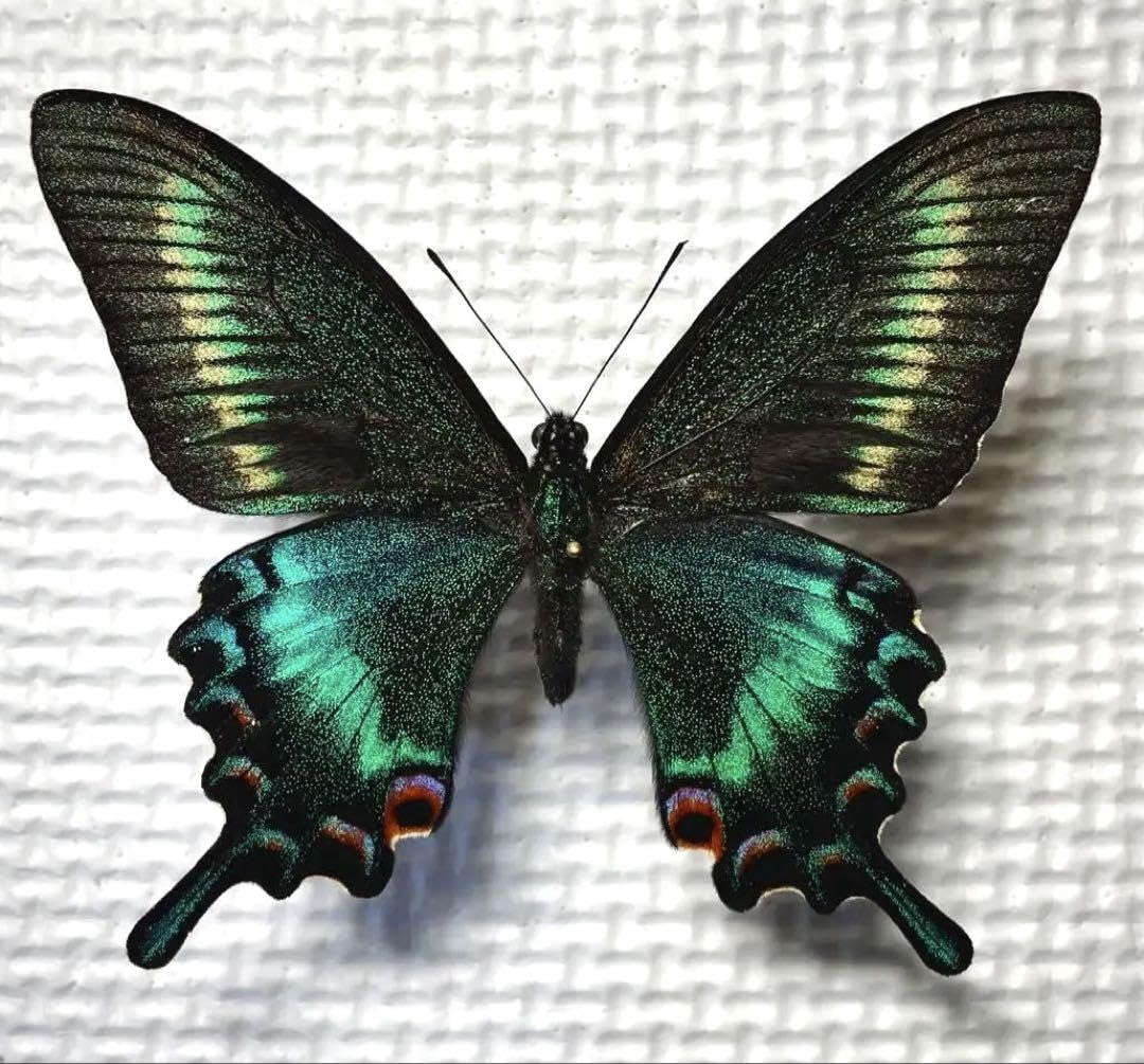 蝶標本　⭐️tmc⭐️　極美麗ミヤマカラスアゲハ♂♀  北海道産 蝶標本 美麗ミヤマカラスアゲハ春型♂♀ 北海道産 飼育品 ミヤマカラス