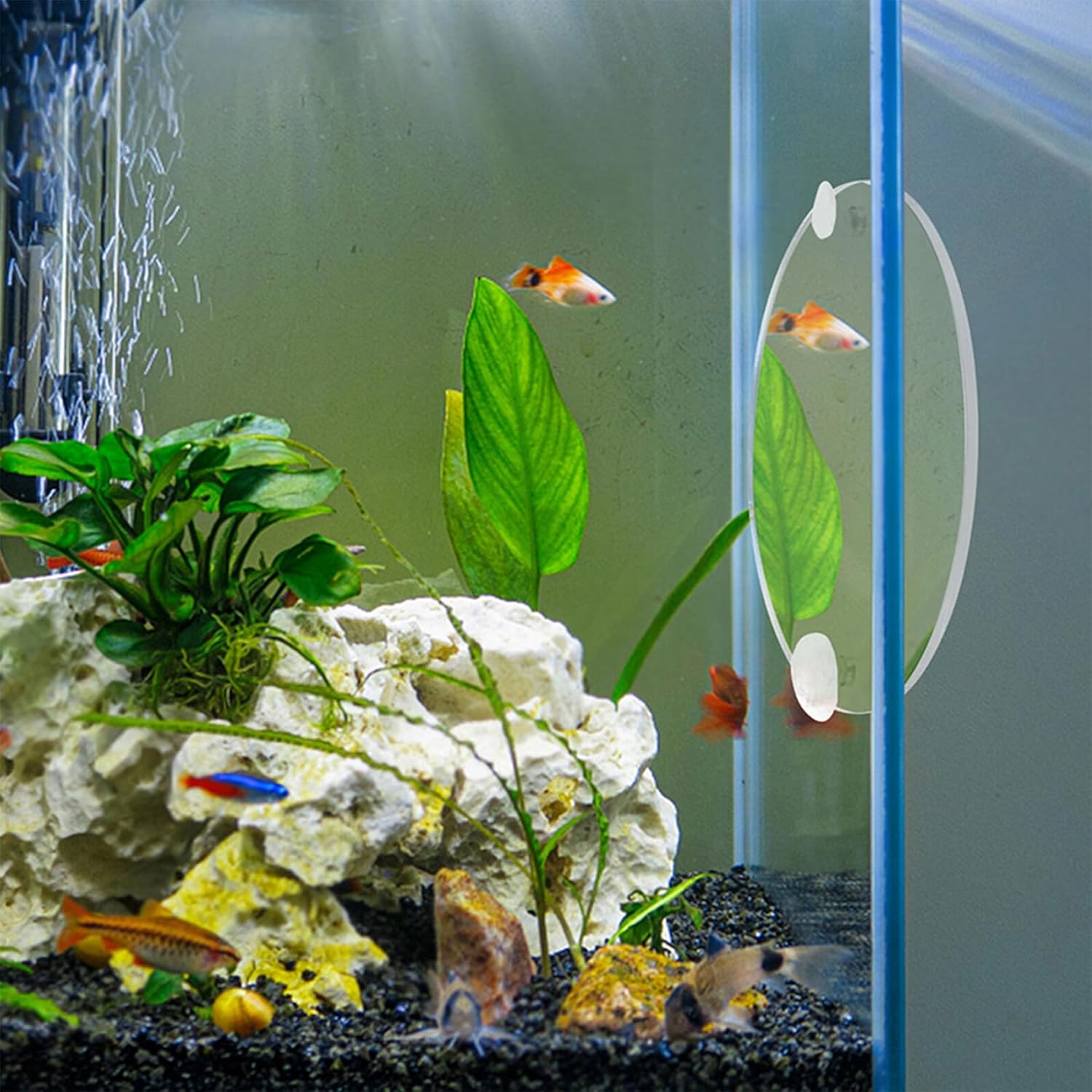 INOOMP Fish Training Acrylic Mirror, Decorative Fish Exercise Mirror Round Betta Exercise with Suction Cups for Tank Decoration -3.5Inch