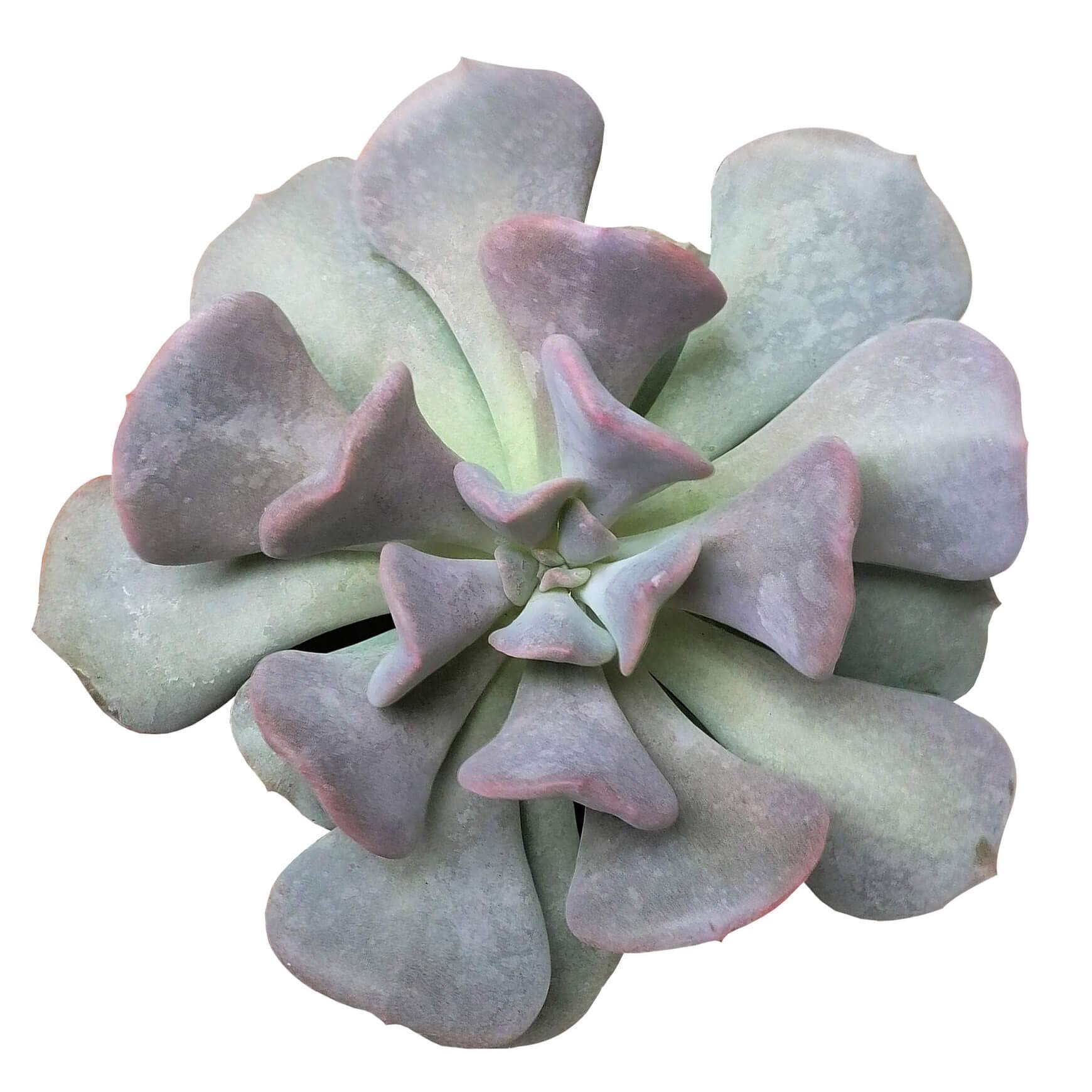 SUCCULENTS BOX Echeveria Cubic Frost