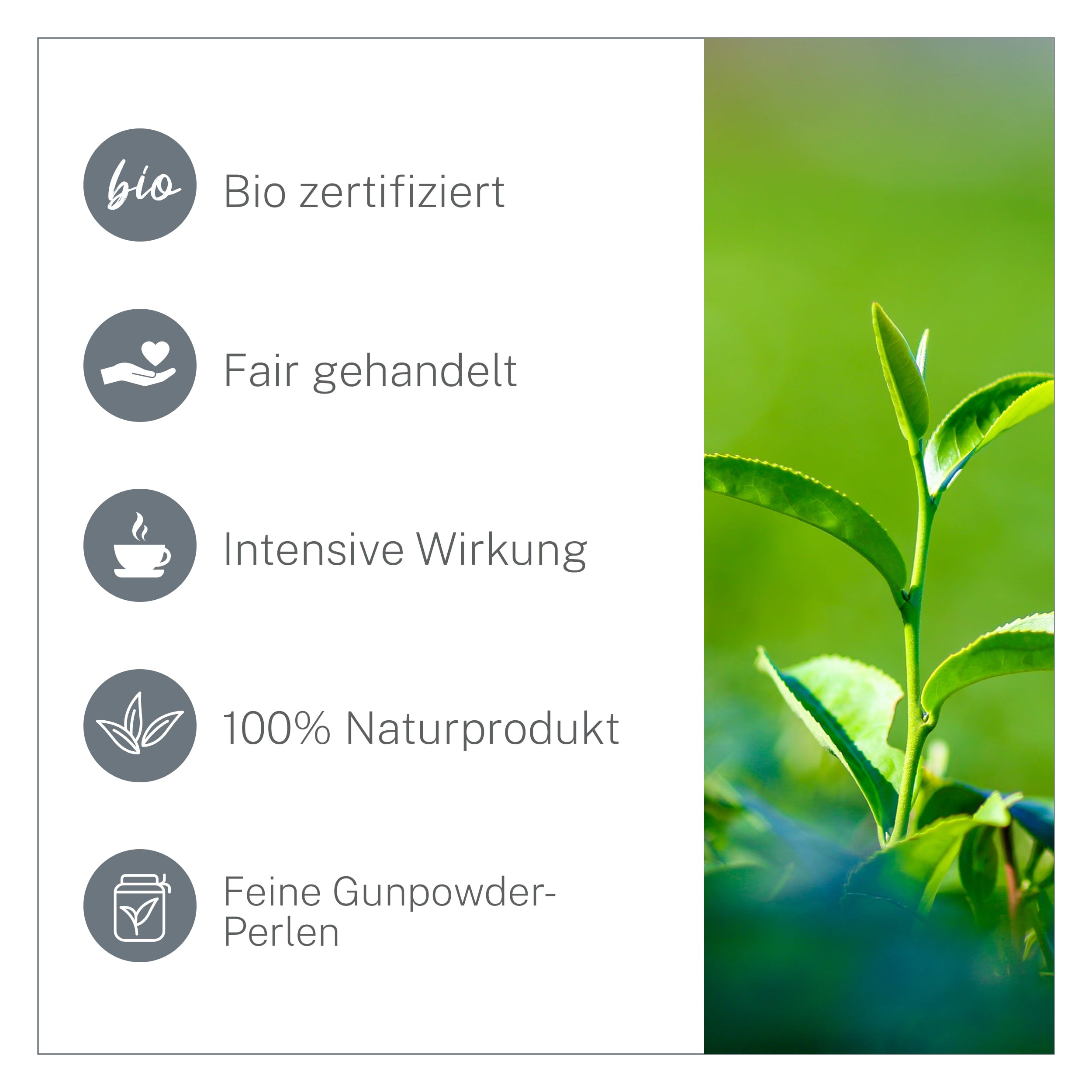 Pinhead Gunpowder grüner Bio-Tee lose 1kg – Hochwertiger Grüntee in Bio-Qualität aus China - Mild-Rauchig im Geschmack – Für Genießer und Tee-Kenner – MyCupOfTea (Packung mit 2)