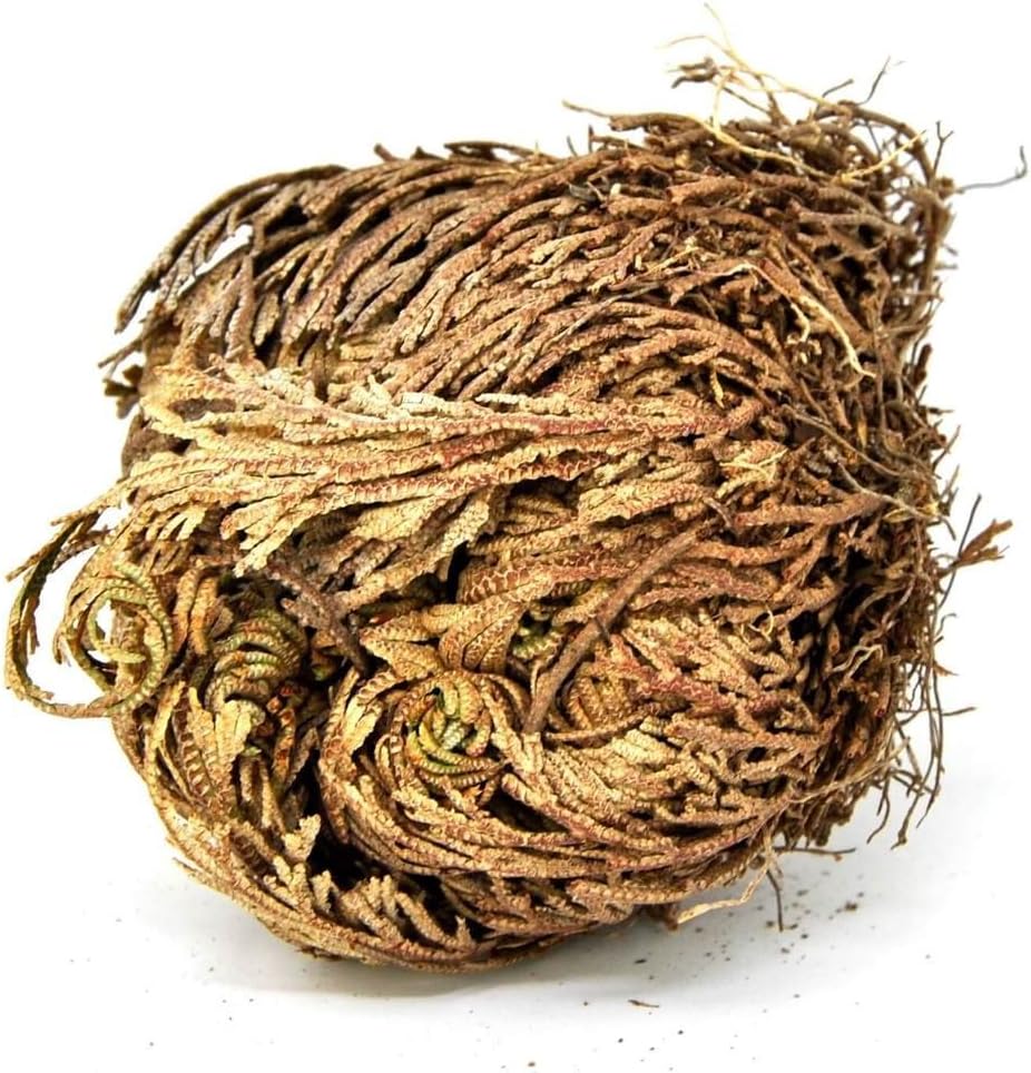 Rose of Jericho, Resurrection Plant, Dinosaur Fern Miracle, Abundance, Prosperity Flower Selaginella lepidophylla (1 Flower)