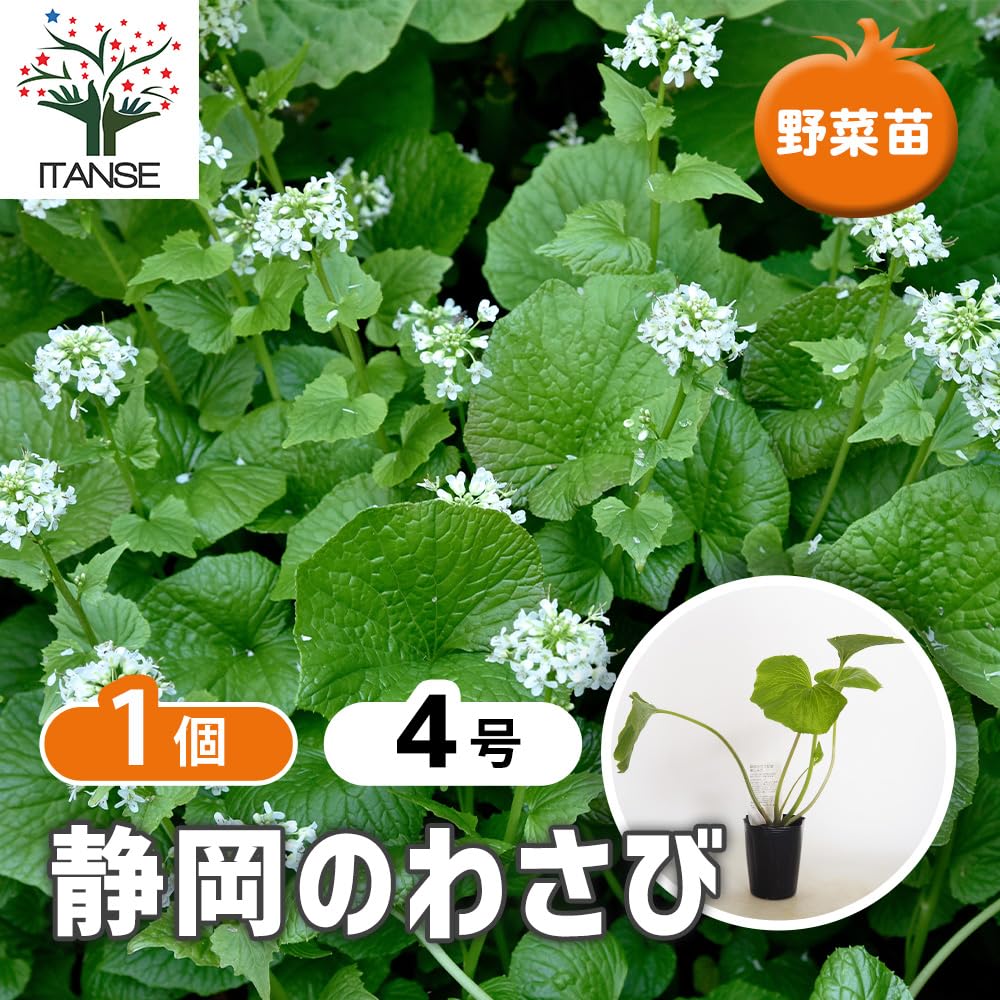 静岡県産 わさび苗 250本 ワサビ 苗 静岡県産 わさび苗 250本