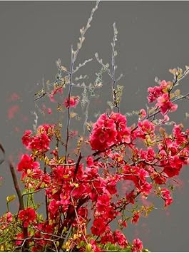 Video Spring Branch Tree Sapping 40 80 Cm Outdoor Tree Ornamental Plant with 1 Tube Japanese Quince