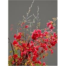 Video Spring Branch Tree Sapling 40 80 Cm Outdoor Tree Ornamental Plant with 1 Tube Japanese Quince