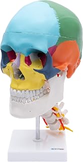 Wellden Product Didactic Human Skull Model, with 7 Cervical Vertebrae, Nerve and Artery, on Stand