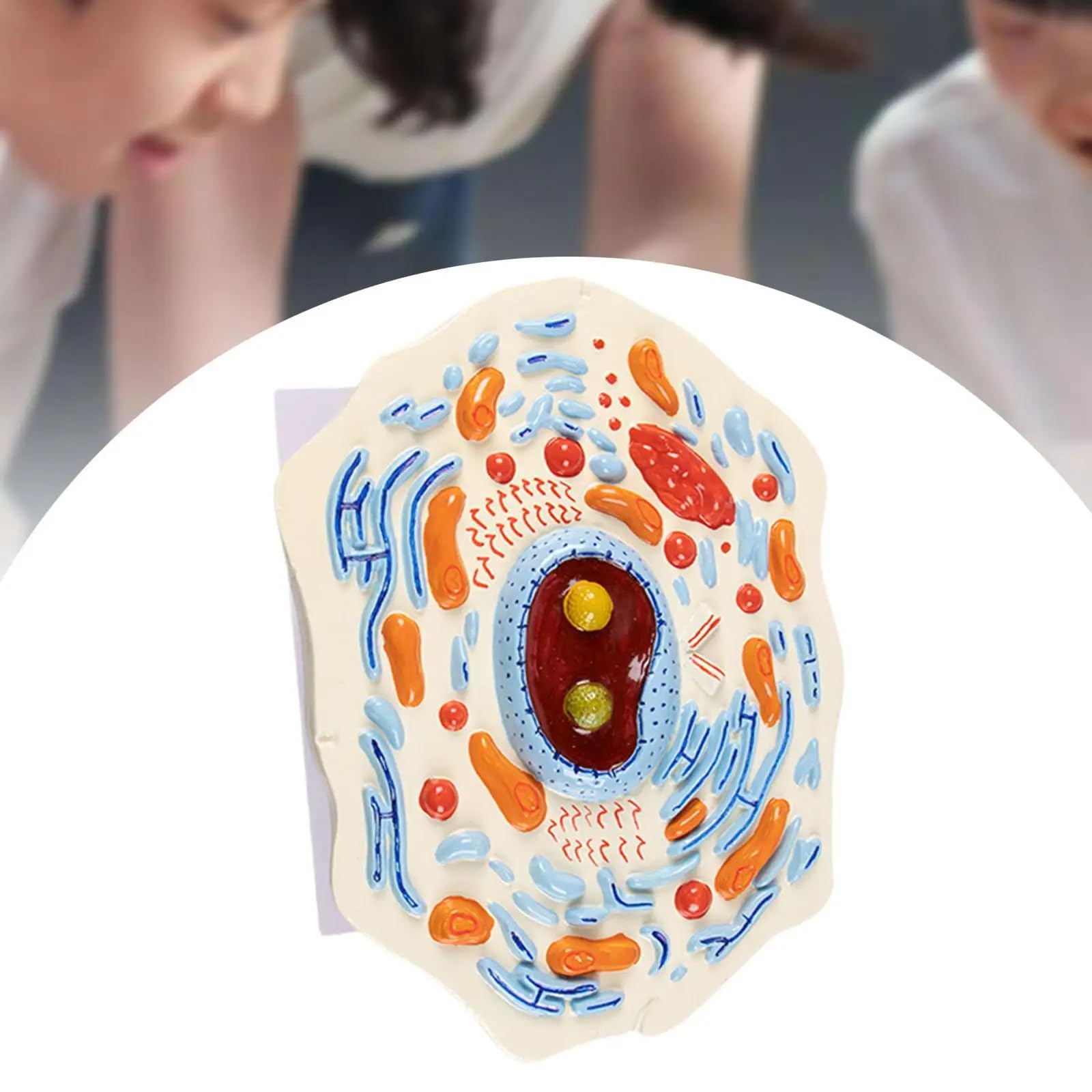 Modello di cellule animali - Strumento didattico educativo per l'apprendimento della struttura biologica nei laboratori scientifici delle scuole medie