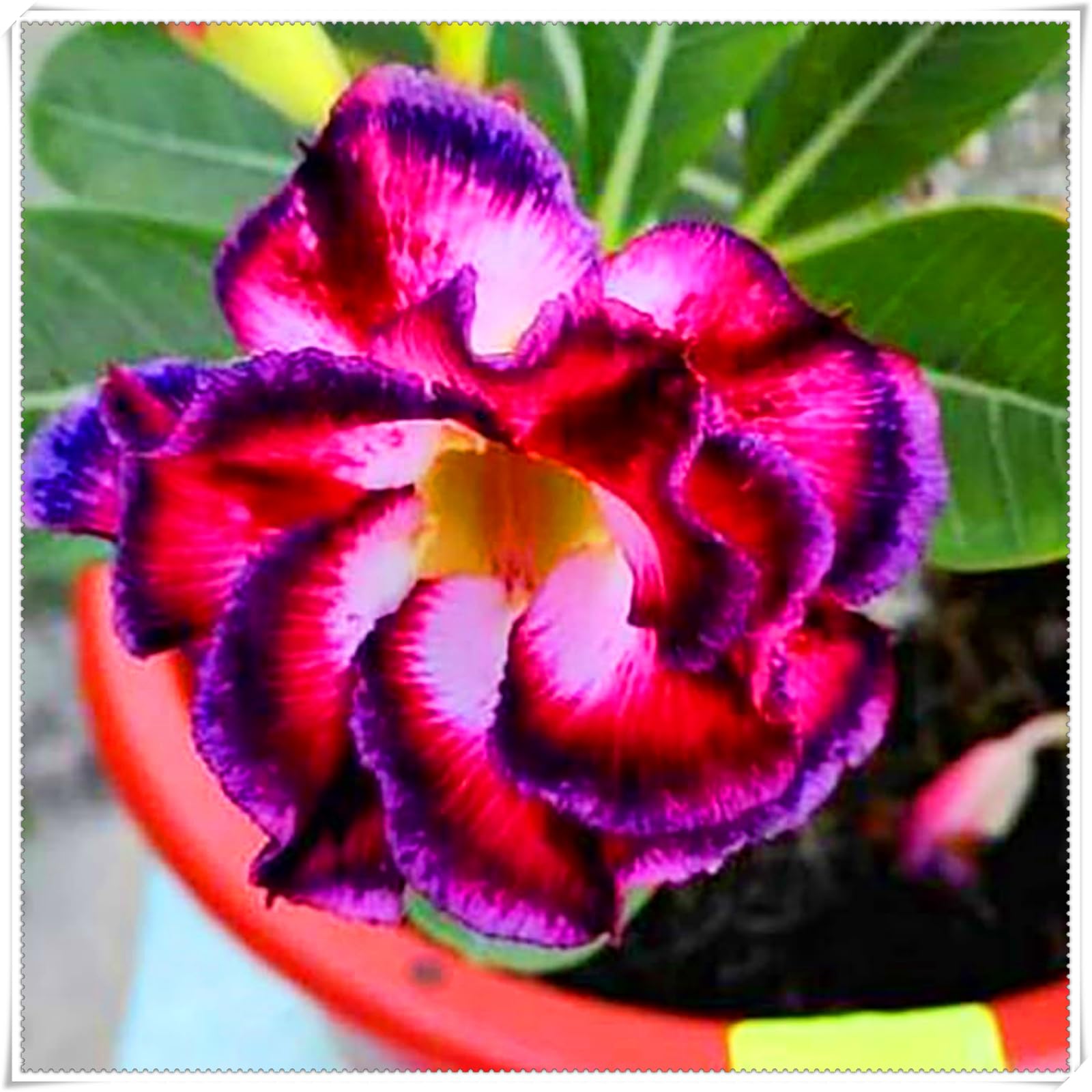 Perennial, Brilliant Desert Rose Bulbs,for Stunning Garden Displays-1 Bulbs-D