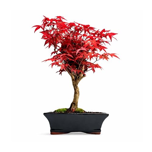 Japanese Maple Bonsai Tree – Acer Palmatum Deshojo – Outdoor