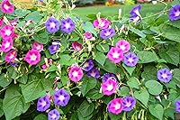 Vista 2 de Semillas Morning Glory Purple Mix Ipomoea Flores anuales