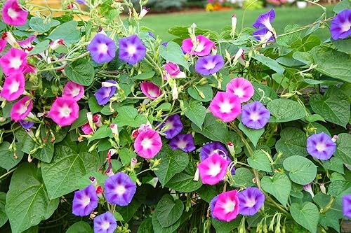Miniatura 2 de Seeds4planting - Semillas Morning Glory Purple Mix Ipomoea Flores anuales