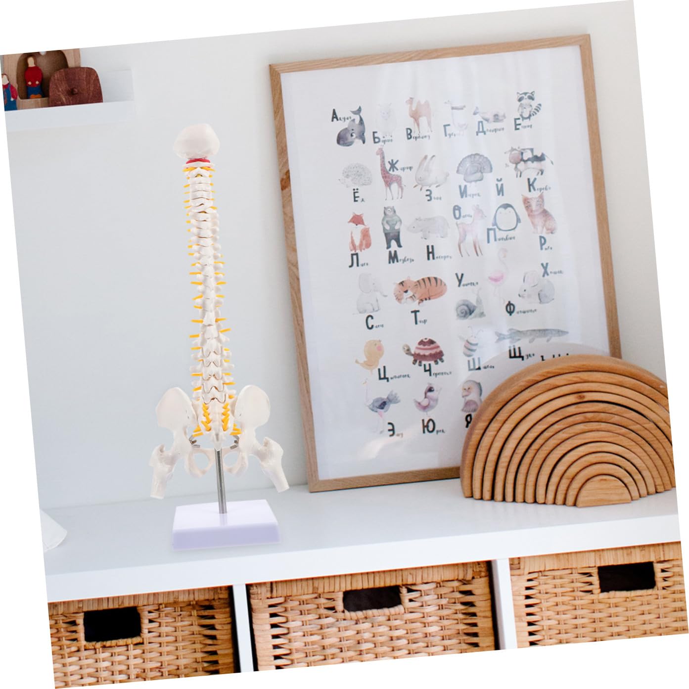 1pezzi Modello Anatomico Della Colonna Vertebrale Dettagli Realistici Per Educazione Medica e Insegnamento Anatomico