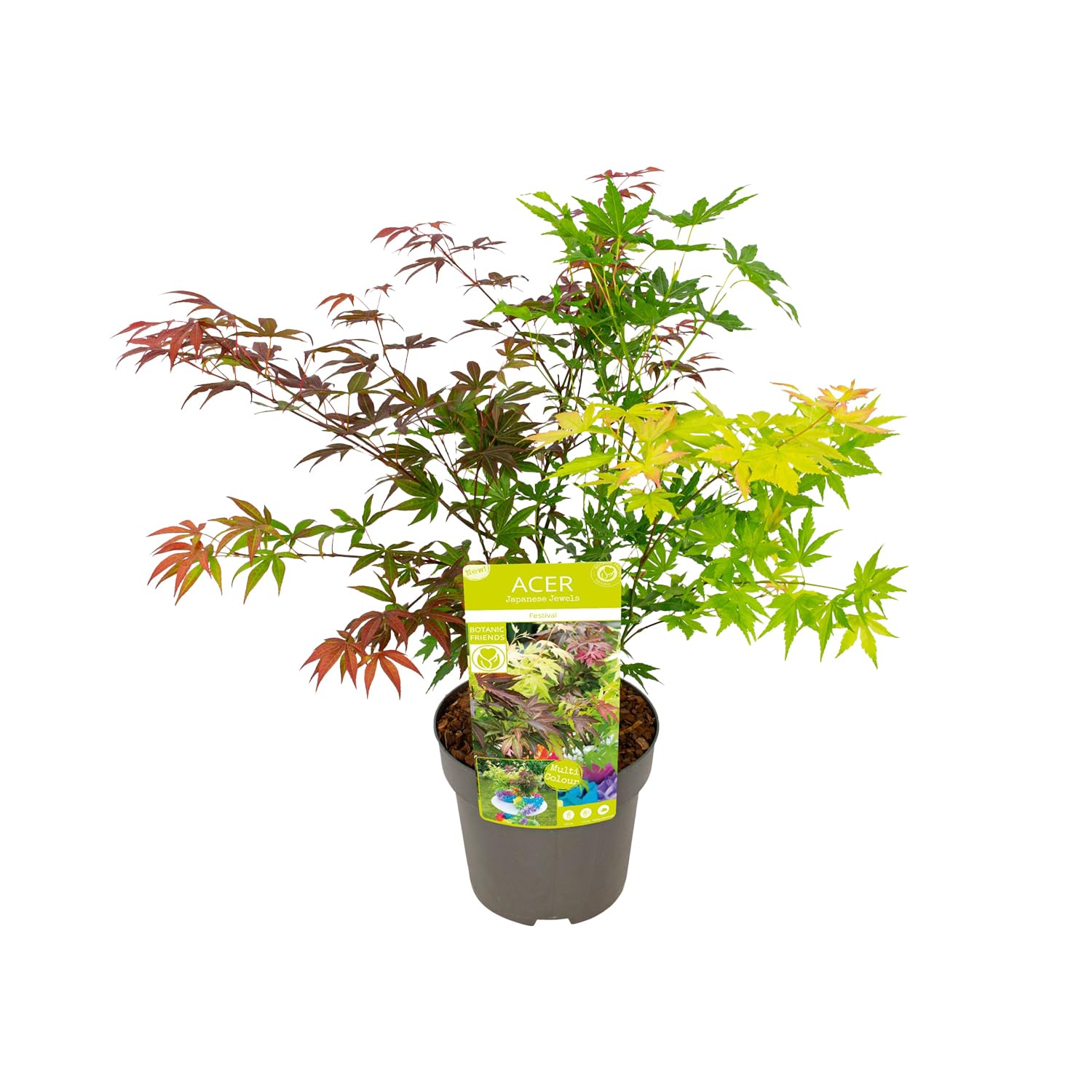 zimmerpflanze glockenblume Campanula portenschlagiana (Glockenblume) | Paket von 3m² main image 1