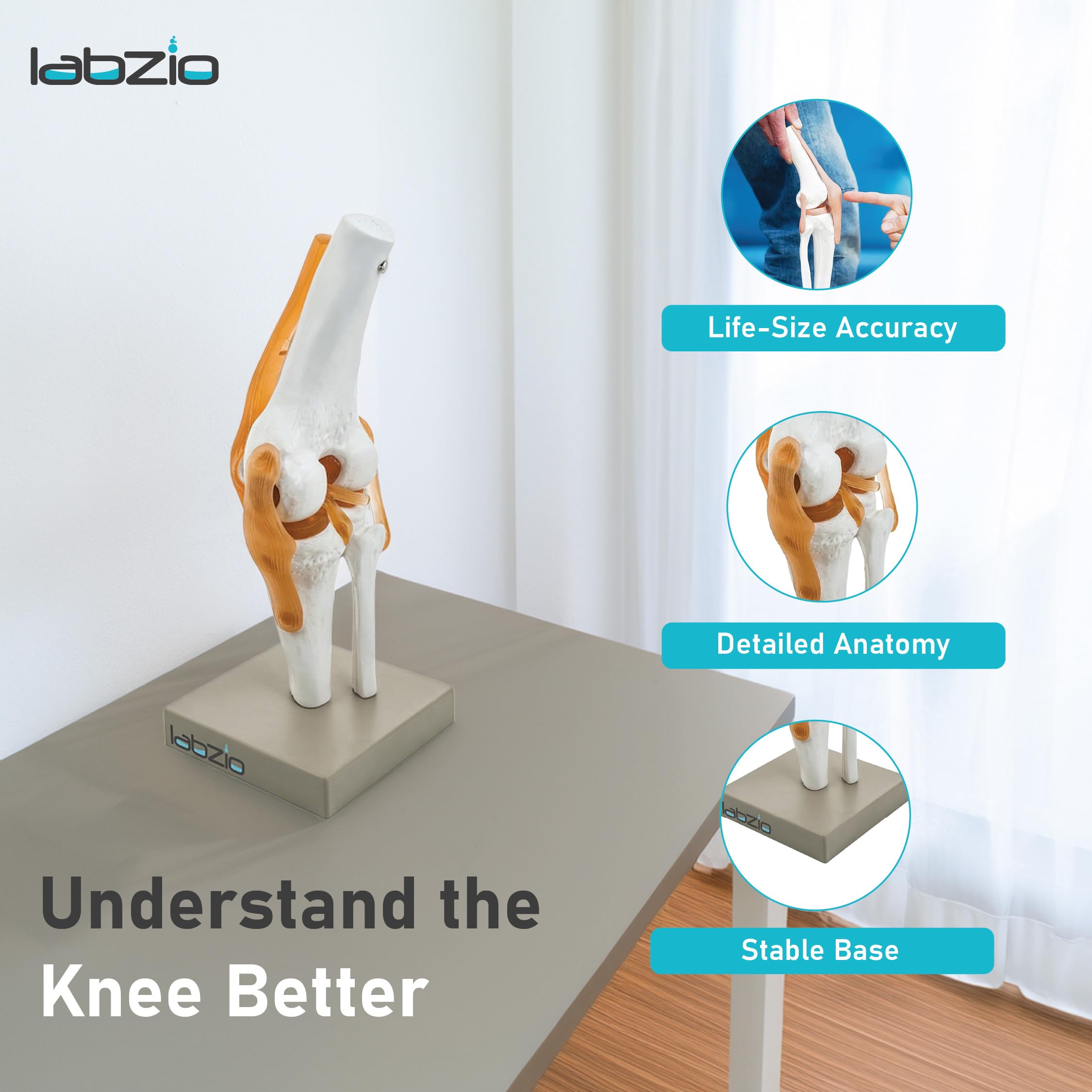 LABZIO by EISCO - Premium Human Knee Joint Model with Ligaments Flexible 1:1 Scientific Life Size with Premium Display Base Best Teaching Tool for Patient Education & Anatomy Study 3