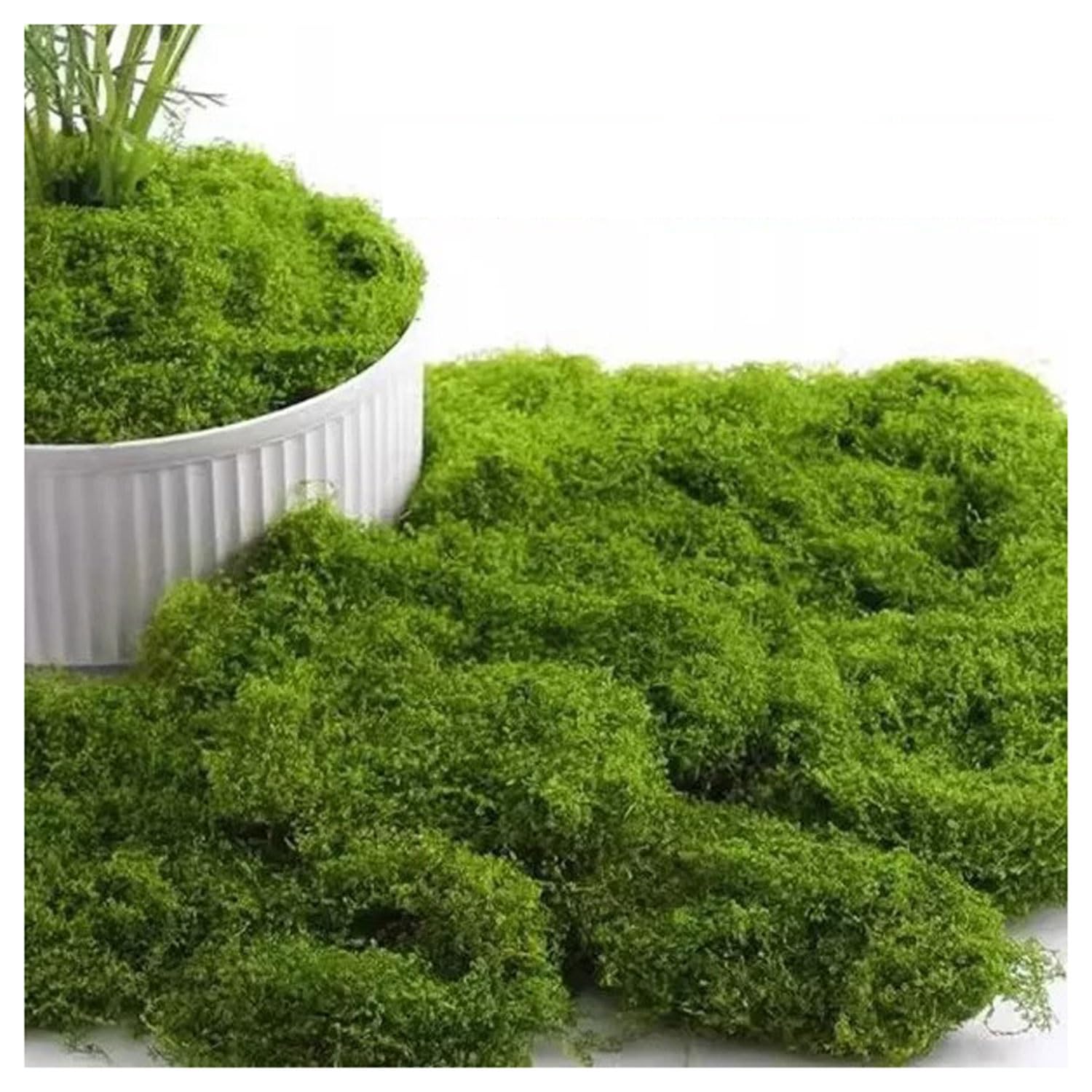 DIWAL Dark Green Artificial Moss, Fake Mosses Decorative Fake Bulk Moss for Plant Garden Lawn Crafts Decoration Landscaping Model Making(30g)