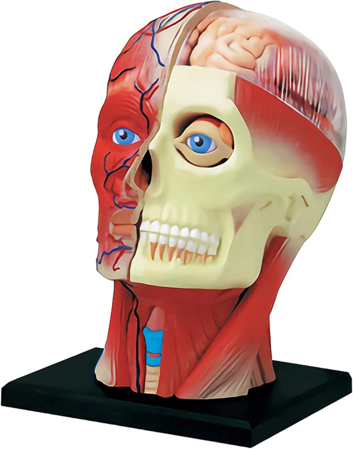 4d Human Head Anatomy Model Pvc Cerebral Artery Organ 限定special Price Puzzle Muscles Parts Assemblingtoys Anatomical 14 Nerves