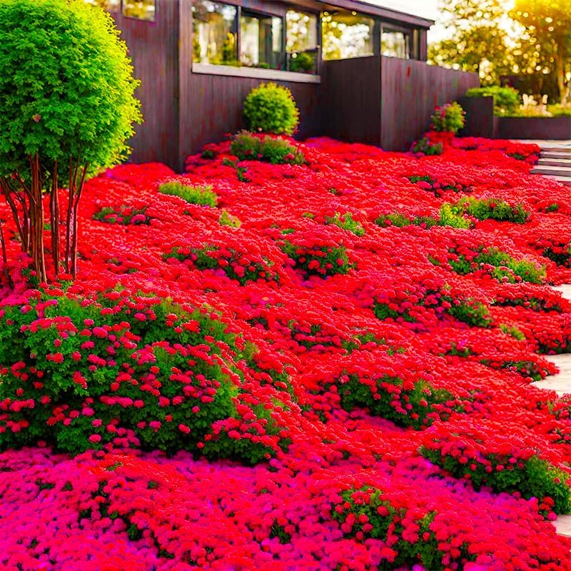 Miniatura 3 de Más de 22000 semillas de tomillo rastrero rojo para plantar, plantas de cobertura del suelo tradicionales fáciles de plantar y cultivar, polinizadas