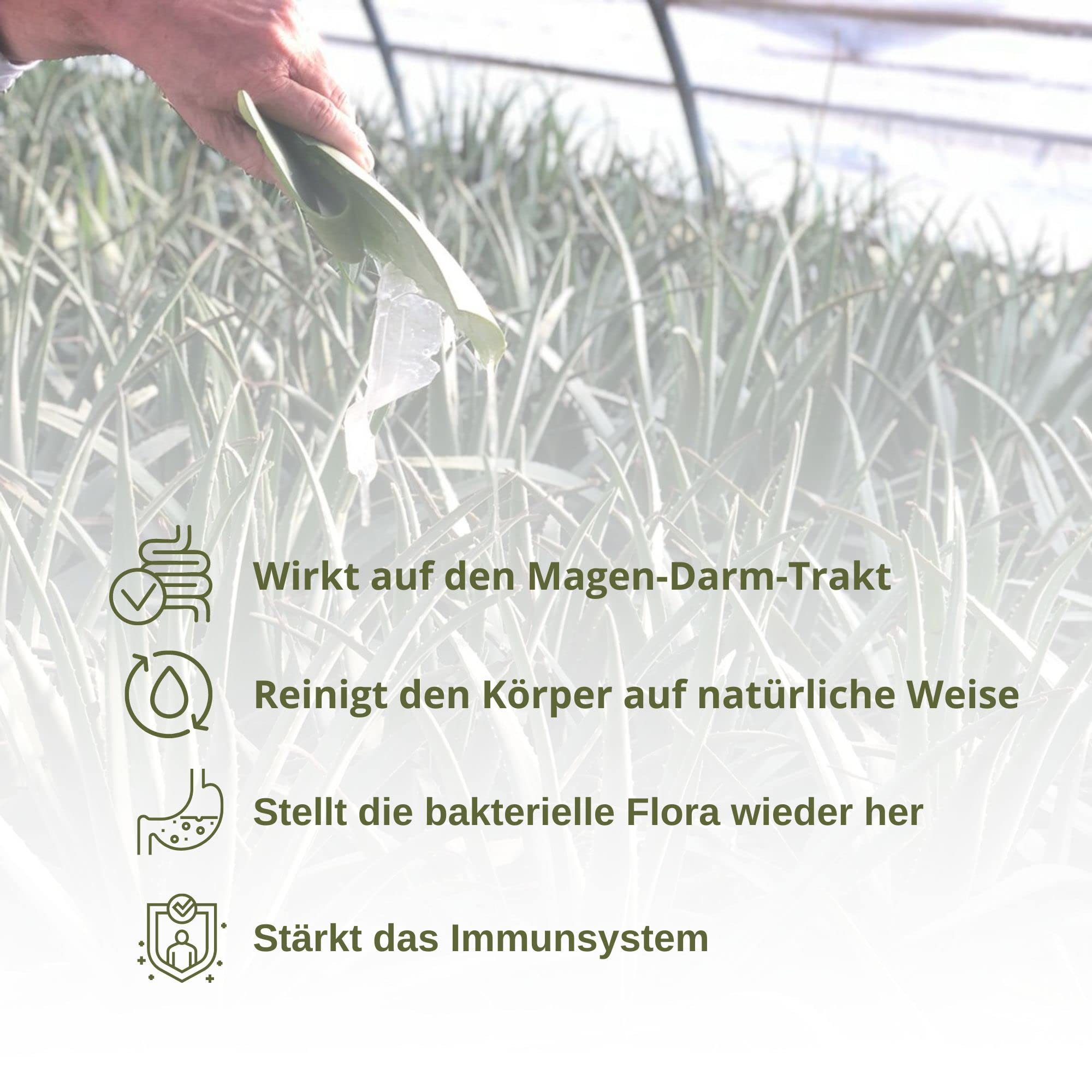 Benessence - Aloe Juice: Aloe Vera-Saft mit Echtem Fruchtfleisch – Nicht Pasteurisiert und Ungefiltert - 3 L