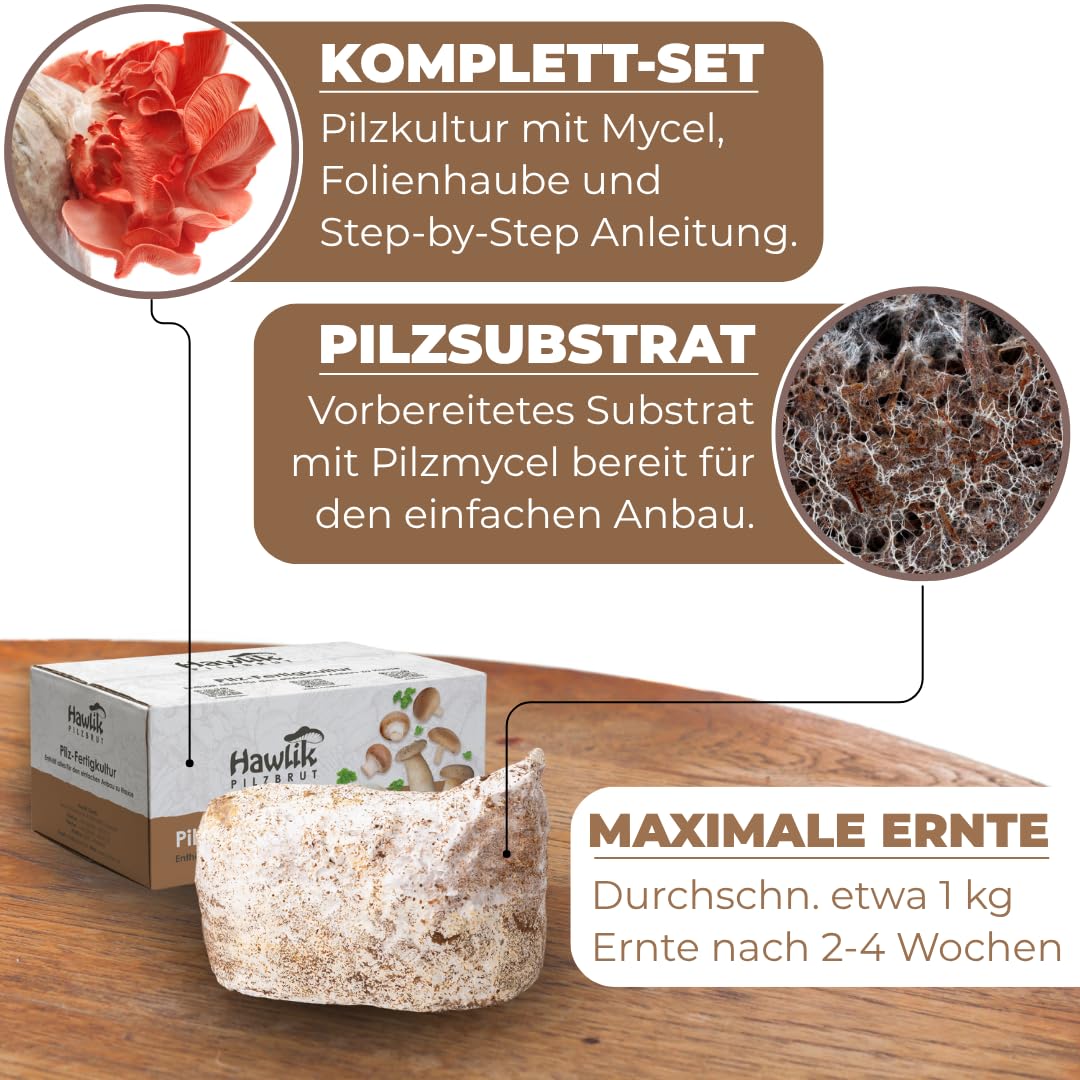 Hawlik Pilzbrut – BIO Rosenseitling Kultur 2,5 kg – Kinderleicht selbst Rosenseitlinge züchten - Pilze züchten Set - Komplettes Pilzzuchtset für Zuhause - Ideal für Anfänger